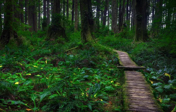 Лес, трава, деревья, дорожка, США, штат Вашингтон, Olympic National Park, национа́льный парк Оли́мпик