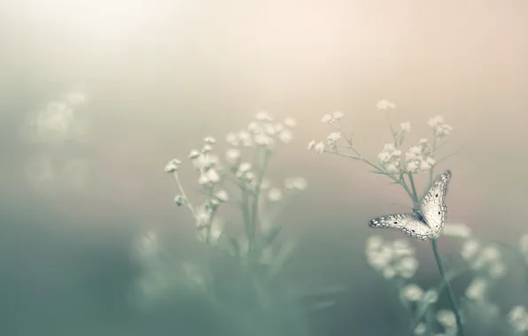 Цветок, туман, бабочка, боке, Насекомое