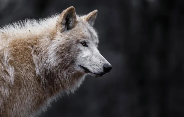Nature, predator, animal, wolf, wildlife, portrait, portrait., Canis lupus. face