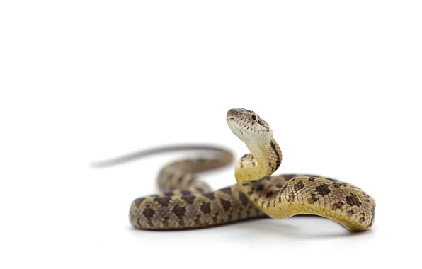 Snake, head, reptile, scales