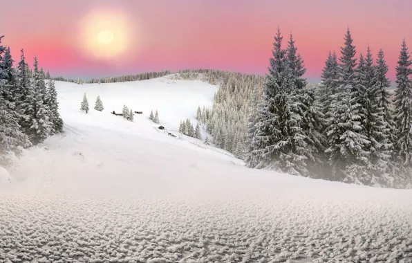 Картинка Солнце, Природа, Зима, Снег, Ель, Украина, Карпаты, Закарпатье