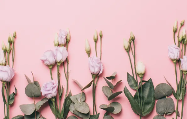 Цветы, white, белые, бутоны, pink, flowers, background, эустома