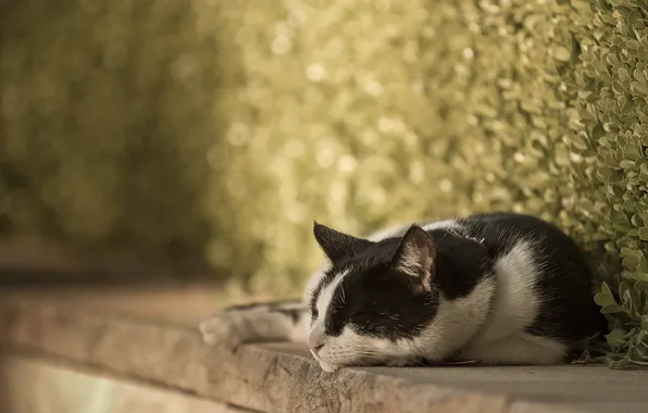Картинка кошка, отдых, улица