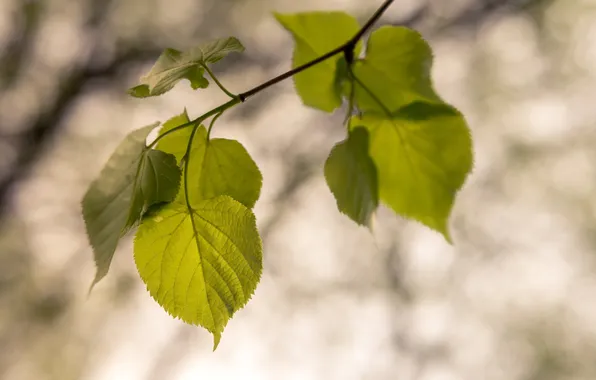 Листья, природа, ветка