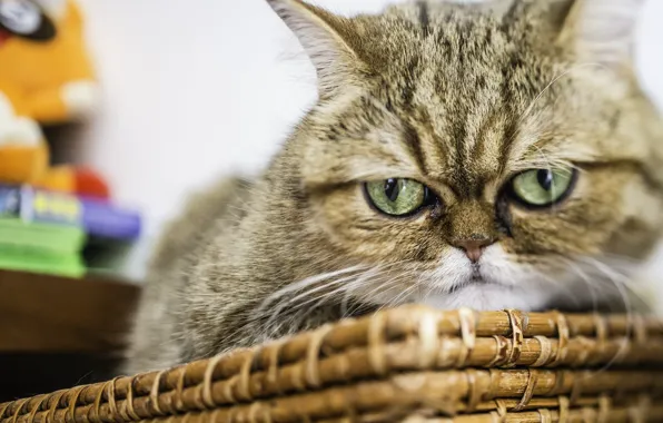 Кот, взгляд, морда, сердитый, экзот, Экзотическая короткошёрстная кошка