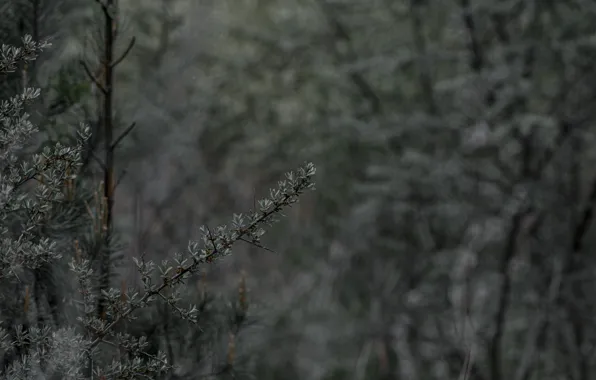 Dark, Wood, Green, Flowers, tree, Forest