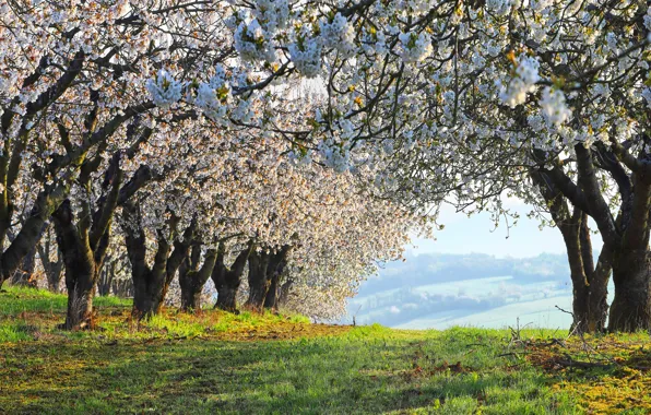 Картинка трава, цветы, ветки, природа, холмы, поляна, вид, весна