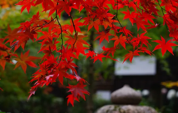 Ветки, природа, листва, япония, сад, клён, красная