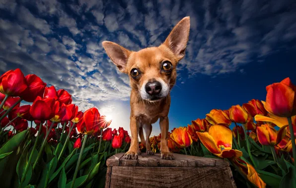 Картинка небо, цветы, скамейка, синева, собака, весна, желтые, тюльпаны