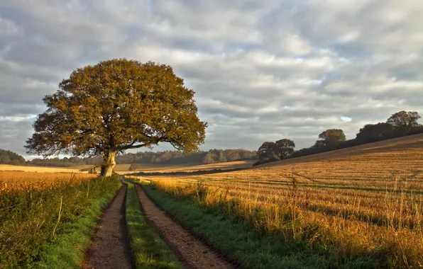 Дорога, поле, деревья