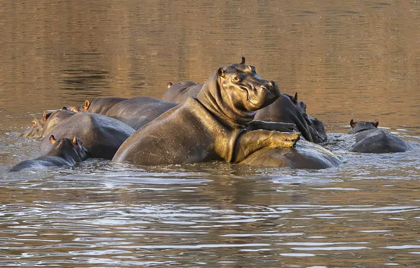 Купание, бегемот, водоем, бегемоты
