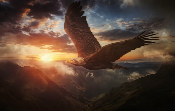 Картинка небо, закат, горы, птица, крылья, полёт, Белоголовый орлан
