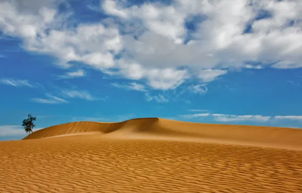 Песок, облака, дерево, дюны, Испания, Spain, Канарские острова, Canary Islands