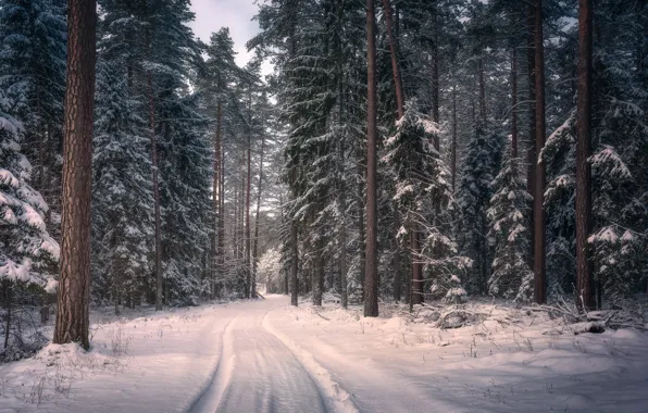 Зима, дорога, лес, снег, деревья, Польша, Poland, Knyszyn Forest Landscape Park