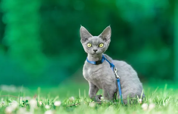 Кошка, трава, взгляд, природа, котенок, серый, поводок, ошейник