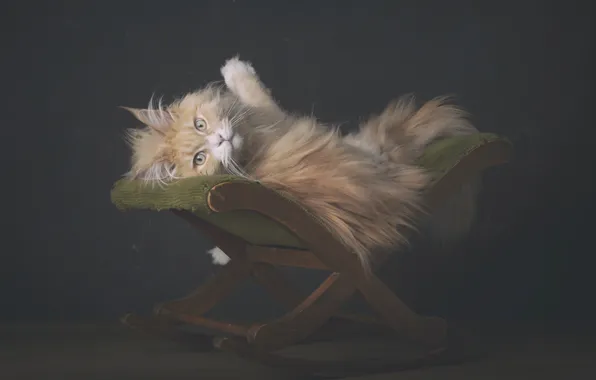 Кошка, кот, темный фон, лежит