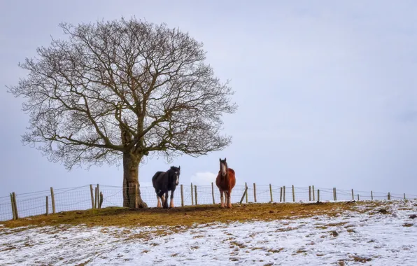 Картинка зима, поле, кони