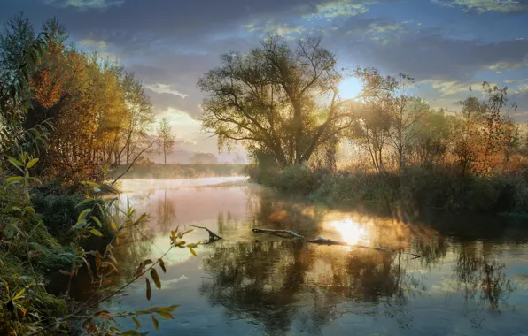 Картинка осень, деревья, природа, туман, пруд, изморозь, заморозки