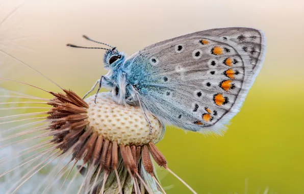 Картинка макро, бабочка, насекомое, common blue