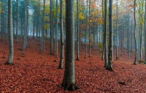 Осень, лес, листья, деревья, природа