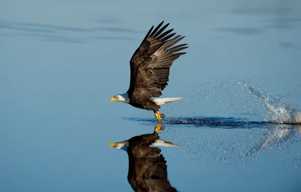Картинка lake, splash, reflection, wildlife, bald eagle, hunting