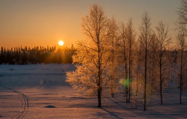 Картинка Солнце, Небо, Природа, Зима, Деревья, Снег, Лес, Ветки