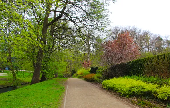 Park, spring, plants, alley
