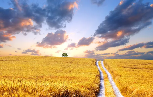 Картинка дорога, поле, облака, желтый, дерево