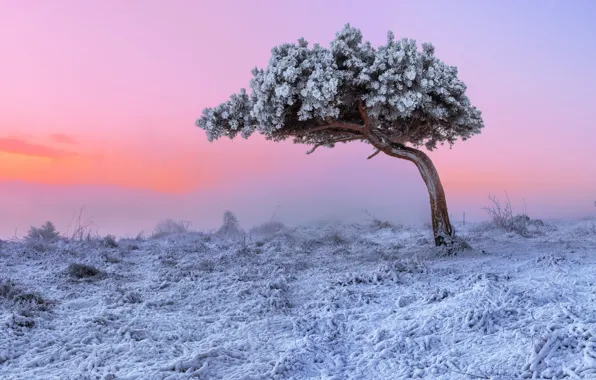 Зима, иней, небо, природа, дерево, краски