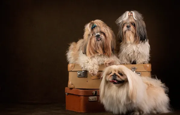 Картинка собаки, фон, портрет, трио, фотосессия, чемоданы, Ши-тцу, Пекинес