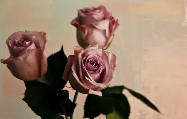 Картинка цветы, фон, розы