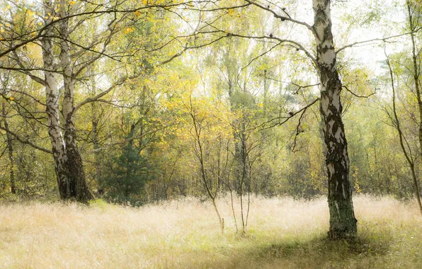 Картинка осень, лес, трава, березы