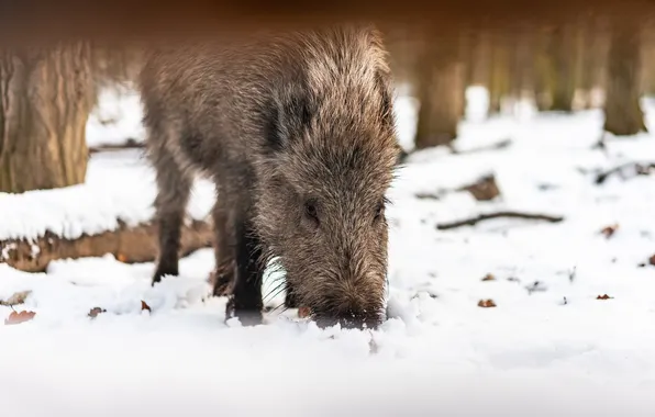 Ice, eating, boar