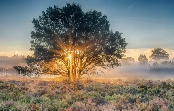 Рассвет, утро, Нидерланды, Голландия, national park, Nijverdal, Overyssel