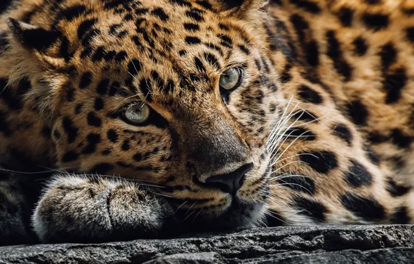 Картинка взгляд, морда, леопард, дикая кошка
