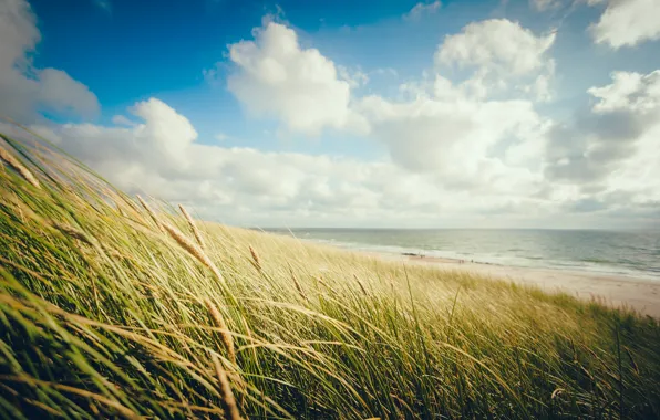 Картинка море, пляж, небо, трава, облака, берег, горизонт, колоски