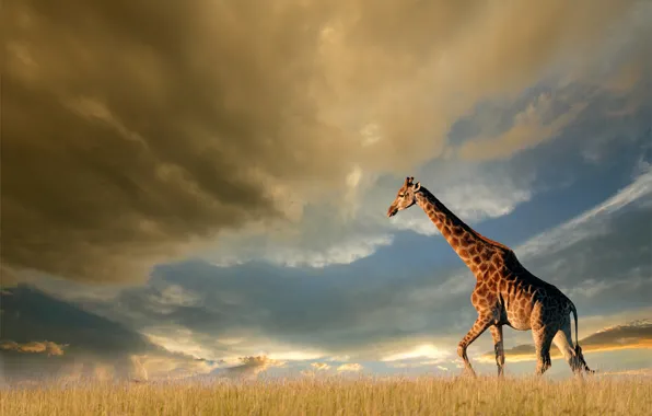 Картинка поле, небо, трава, солнце, облака, тучи, природа, жираф
