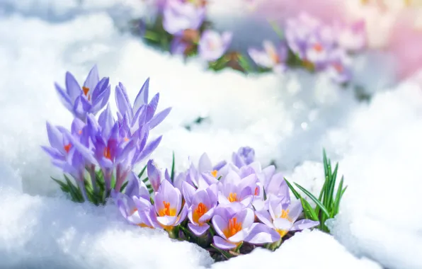 Картинка снег, цветы, весна, крокусы, сиреневые