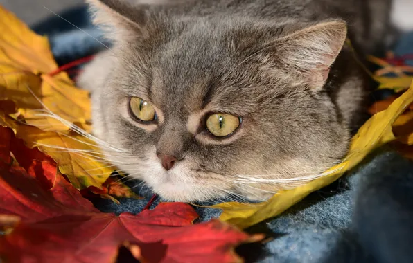 Кошка, кот, взгляд, листья, мордочка, Божена Пучко