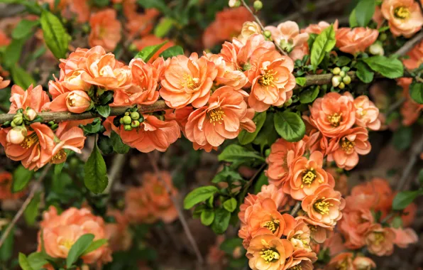 Ветки, весна, бутоны, цветение, blossom, Spring, японская айва, Flowering trees