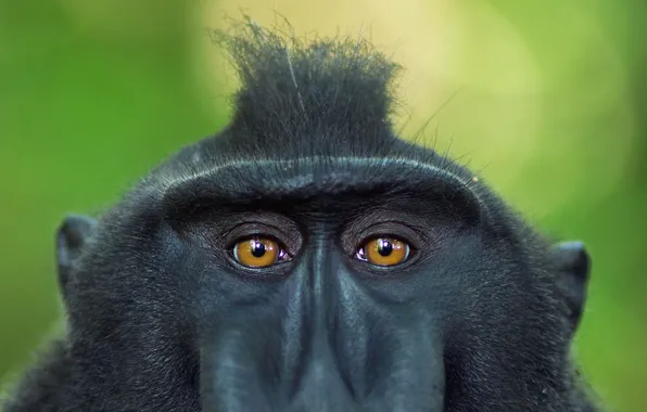 Картинка глаза, взгляд, Индонезия, примат, хохлатый павиан, Сулавеси