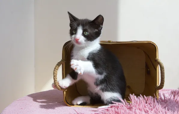 Кошка, взгляд, свет, поза, котенок, стена, черно-белый, лапки