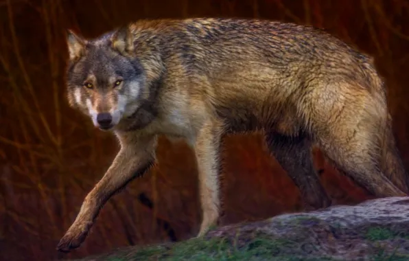 Картинка nature, predator, animal, wolf, wildlife, portrait, portrait., Canis lupus. face