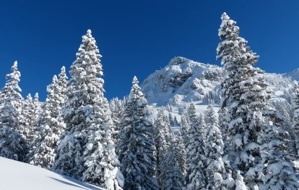 Картинка зима, снег, деревья, пейзаж, горы, природа, ели, склон
