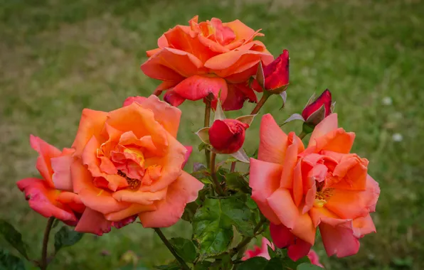 Картинка зелень, листья, крупный план, фон, розы, розовые, бутоны, кусты