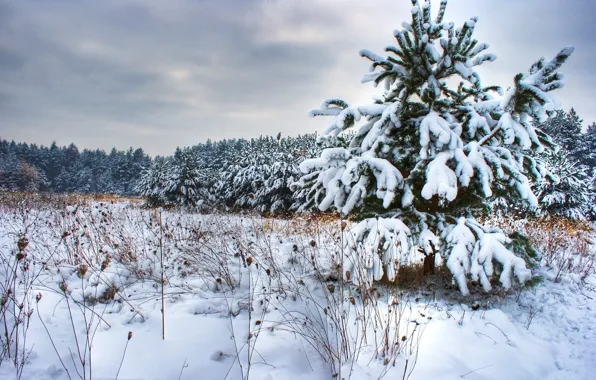 Зима, снег, деревья, елка