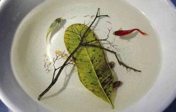 Картинка вода, рыбки, лист, веточка, две, арт, тарелка