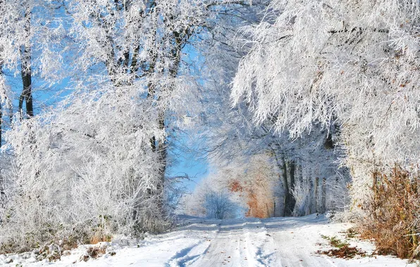 Иней, дорога, снег, деревья, Зима