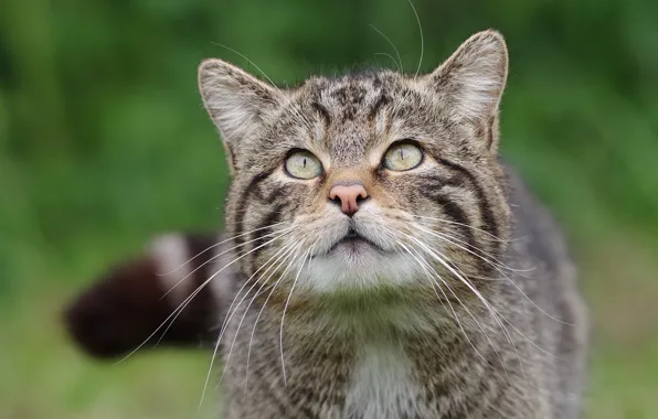 Кошка, кот, взгляд, серый, портрет, полосатый, дикий, лесной