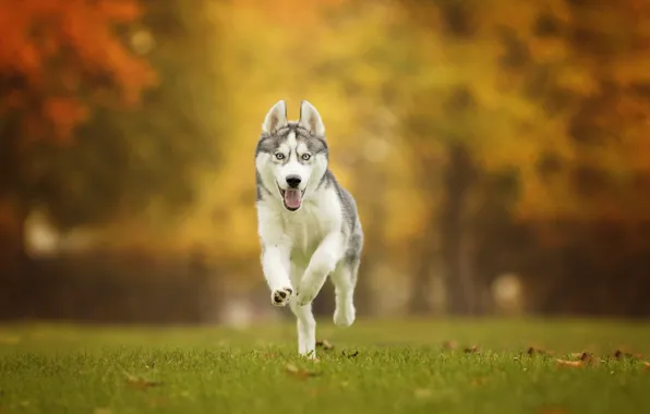 Картинка осень, трава, собака, прогулка, боке, Хаски